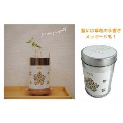 Marigold Growing kit